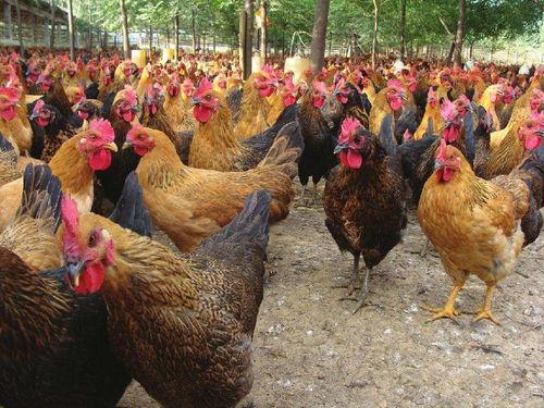 土鸡游戏爆料大全最新,揭秘热门游戏幕后故事与精彩瞬间  第1张