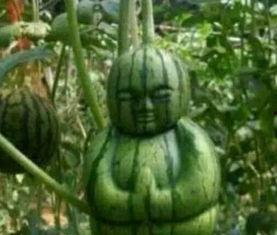 武都网红 吃瓜事件真相,真相背后的网络舆论风暴